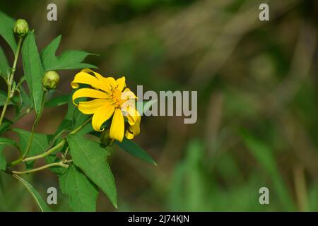 Une fleur de marigot d'arbre photographiée dans la réserve nationale de Merapi. Boyolali, Indonésie. Banque D'Images