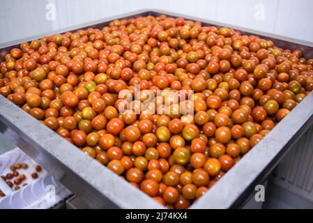 20 septembre 2017, Fludir, Islande : la production de tomates islandaises augmente chaque année. 85% de l'énergie produite en Islande est d'origine durable (hydro et géothermique), dont 66% est géothermique. Ses habitants ont utilisé cette énergie pendant des centaines d'années pour profiter des bains thermaux, mais aujourd'hui, il a beaucoup plus d'applications, par exemple, fournissant de la chaleur à 9 maisons sur 10 et fournissant de l'énergie aux industries ayant des besoins importants. Grâce à cette source inépuisable de chaleur et à son bas prix, il est également possible de cultiver des fruits et des légumes en serres toute l'année. Ils n'utilisent pas de produits chimiques, seulement Banque D'Images