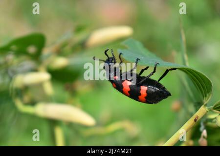 Un coléoptère à bande rouge se nourrissant de la feuille Morning Glory. Banque D'Images