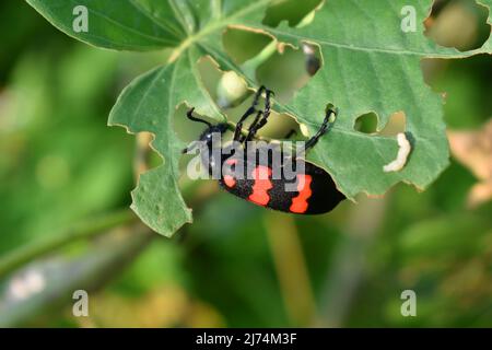 Un coléoptère à bande rouge se nourrissant de la feuille Morning Glory. Banque D'Images