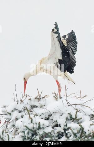 Ciconie blanche (Ciconia ciconia), se dresse dans le nid dans une tempête de neige et secoue la neige des ailes, Suisse, Kanton Zuerich, Oetwil am See Banque D'Images