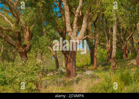 chêne de liège (Quercus suber), chênes-lièges façonnent le vieux paysage culturel de la Serra de Monchique, sur le versant de la Foia, Portugal, Algarve Banque D'Images