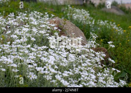 Fleurs cerastium caryophyllaceae fleurs blanches petites fleurs vue latérale arrière-plan naturel Banque D'Images