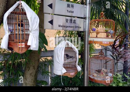 Oiseaux, cages et équipement au marché aux oiseaux de Kowloon, en Chine, à Hong Kong Banque D'Images