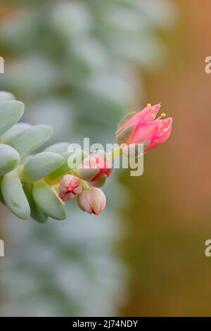 Queue de burro (Sedum morganianum), fleur Banque D'Images