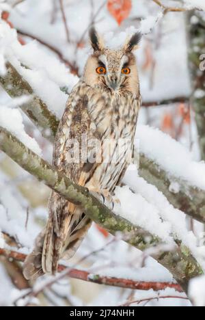 Hibou à longues oreilles (ASIO otus), perché sur une branche de hêtre enneigée avec les yeux larges ouverts, Suisse Banque D'Images