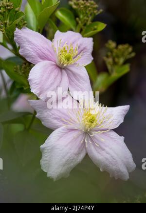 Magnifique fleur de Clematis rose pâle à l'aspect délicat Banque D'Images