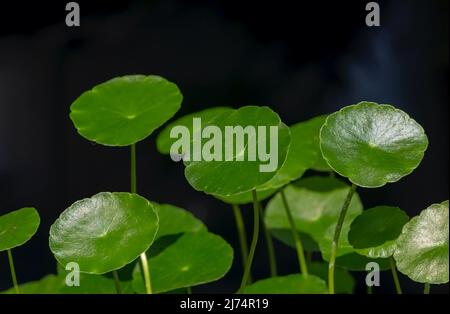 Gros plan de Pegagan (Centella asiatica) feuille de pennymort indien, herbes médicinales pour la médecine traditionnelle Banque D'Images