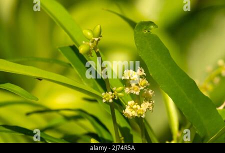 Les plantes de Zodia (Evodia suaveolens), une plante ornementale domestique, connue sous le nom de plante répulsive de moustique Banque D'Images