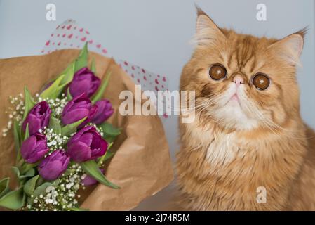 Chat persan rouge drôle avec un bouquet de tulipes violet vif. Carte de vœux Banque D'Images