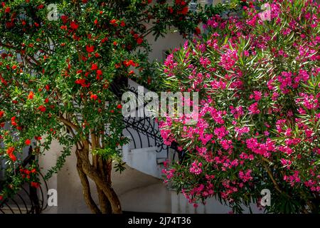 NERIUM Oleander Toulouse, fleurs roses pures, vue rapprochée Banque D'Images