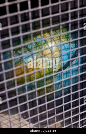 Globe divisé derrière la calandre en métal Banque D'Images