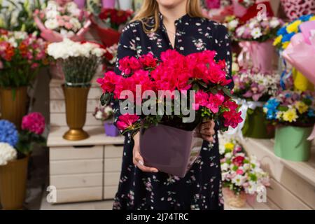 Une femelle tient un pot de fleur avec azalea rose dans ses mains sur fond de fleuriste Banque D'Images