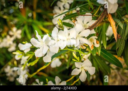 NERIUM Oleander Toulouse, fleurs blanches pures, vue rapprochée Banque D'Images