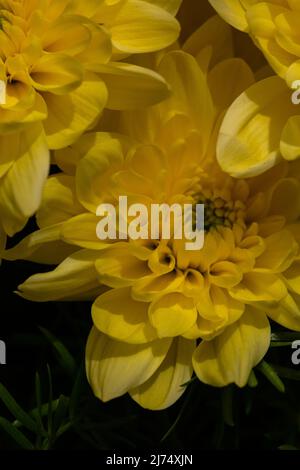 Chrysanthèmes jaunes sur fond flou gros plan. De magnifiques chrysanthèmes lumineux fleurissent en automne dans le jardin. Banque D'Images