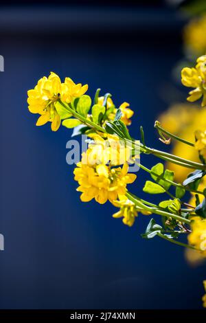 Fleurs jaune vif de vetch de couronne de montagne ou Coronilla coronata L. sur un fond bleu fort sur un après-midi ensoleillé de printemps Banque D'Images