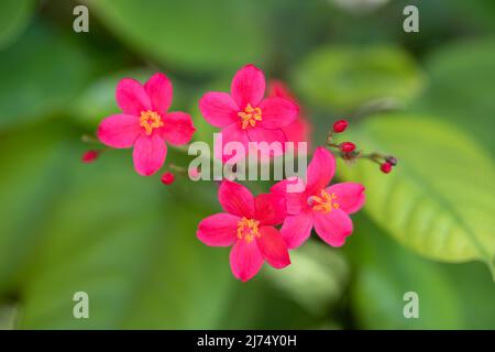 Jatropha integerrima, communément connu sous le nom de peregrina ou épicé jatropha une fleur rouge vibrante Banque D'Images
