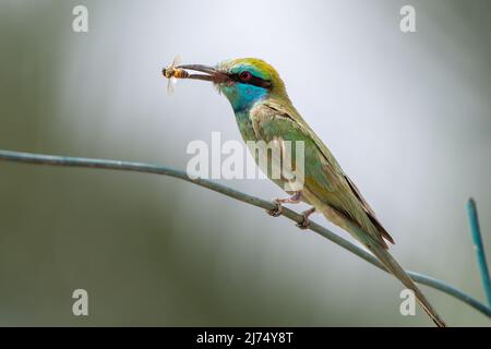 Mangeurs d'abeilles vertes perchés sur une branche avec abeille à la bouche (Merops orientalis muscatensis) Banque D'Images