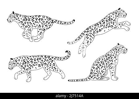 Ensemble vectoriel de léopard à contour plat isolé sur fond blanc Illustration de Vecteur