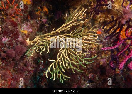 Gorgone jaune ou fouet de mer jaune (Eunicella cavolini) en mer Méditerranée Banque D'Images