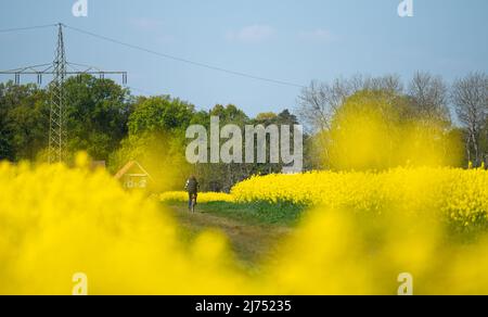 06 mai 2022, Basse-Saxe, Ottersberg: Un cycliste roule le long d'un champ de colza. Photo: Melissa Erichsen/dpa Banque D'Images