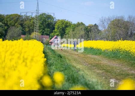 06 mai 2022, Basse-Saxe, Ottersberg: Un cycliste roule le long d'un champ de colza. Photo: Melissa Erichsen/dpa Banque D'Images