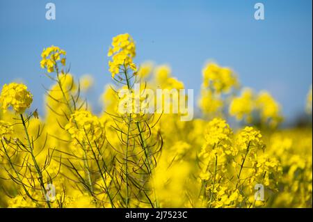 06 mai 2022, Basse-Saxe, Ottersberg: Le colza est en pleine floraison dans un champ. Photo: Melissa Erichsen/dpa Banque D'Images