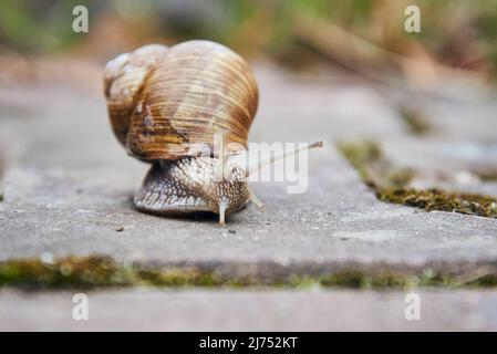Un grand escargot de jardin ordinaire rampent le long d'un chemin d'asphalte. Banque D'Images