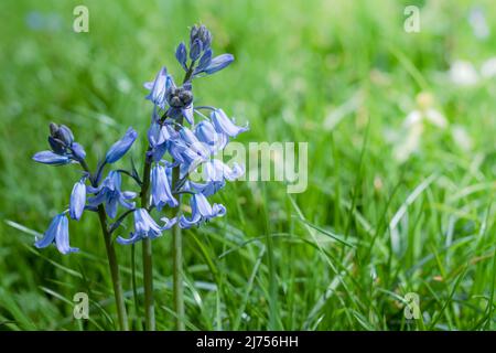 Belles fleurs de bleuets dans la forêt printanière. Bleu bluebell fleurs avec espace de copie pour le texte. Arrière-plan ensoleillé au printemps. Mise au point sélective Banque D'Images