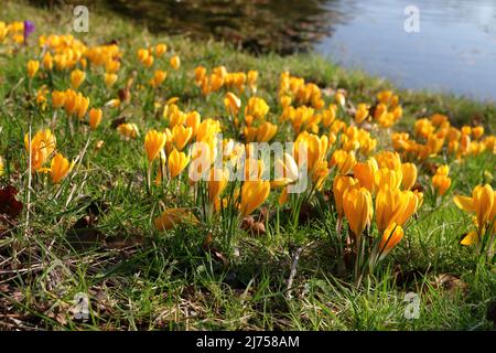 Floraison de crocus au début du printemps Banque D'Images