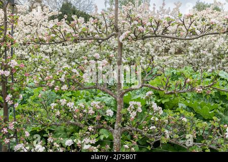 Arbre fruitier spécialement formé en fleur Banque D'Images