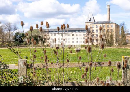 Teasels poussant sur Ebley Meadows en face d'Ebley Mill, une usine de tissus de 19th siècles maintenant transformée en bureaux pour le Conseil de district de Stroud, Ebley, Glou Banque D'Images