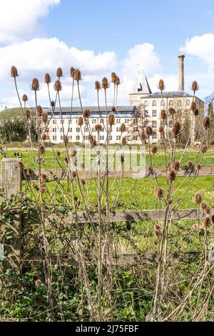 Teasels poussant sur Ebley Meadows en face d'Ebley Mill, une usine de tissus de 19th siècles maintenant transformée en bureaux pour le Conseil de district de Stroud, Ebley, Glou Banque D'Images