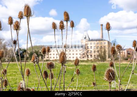 Teasels poussant sur Ebley Meadows en face d'Ebley Mill, une usine de tissus de 19th siècles maintenant transformée en bureaux pour le Conseil de district de Stroud, Ebley, Glou Banque D'Images