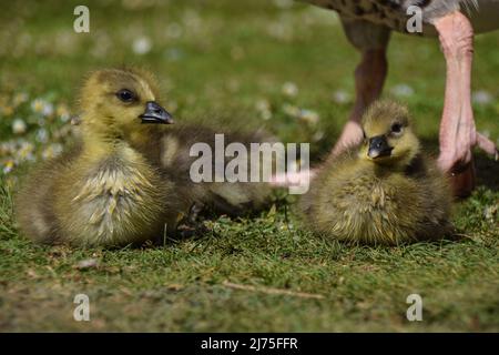 Londres, Royaume-Uni. 6th mai 2022. Les nouveaux goslings de la graylag se détendent dans le parc St James's. Credit: Vuk Valcic/Alamy Live News Banque D'Images