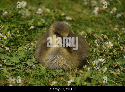 Londres, Royaume-Uni. 6th mai 2022. Un gosling de la nouvelle Gréylag se détend dans le parc St James's. Credit: Vuk Valcic/Alamy Live News Banque D'Images