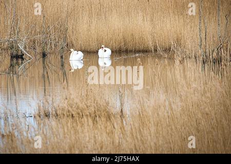 paire de cygnes dans le parc naturel de darss. temps d'accouplement des oiseaux. cygnes muets avec plumage blanc. photo d'animaux dans la nature Banque D'Images