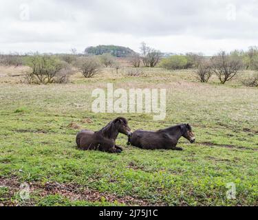 Exmoor ponies près du Centre d'étude sur le terrain sur le domaine de Malham Tarn dans le North Yorkshire, où elles sont utilisées pour gérer l'habitat. Banque D'Images