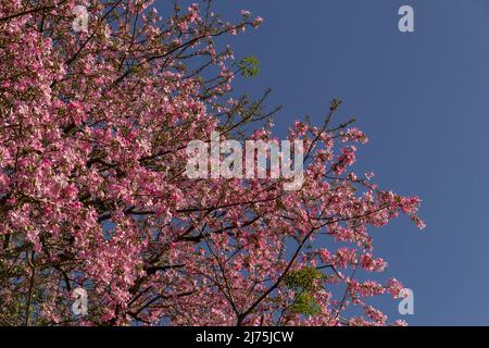 Goias, Brésil – 06 mai 2022 : Ceiba speciosa. Détail d'un grand arbre verdoyant plein de fleurs roses. Populairement connu sous le nom de 'Barriguda'. Banque D'Images