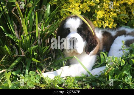 Saint Bernard Puppy 16 semaines Banque D'Images