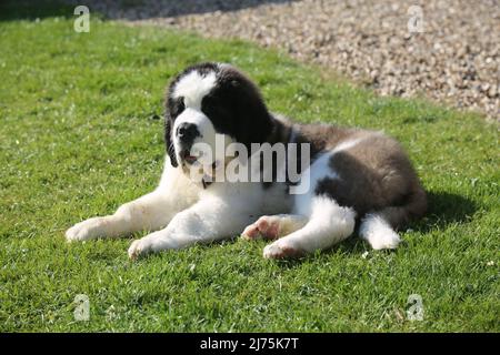 Saint Bernard Puppy 16 semaines Banque D'Images