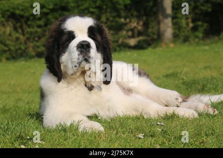 Saint Bernard Puppy 16 semaines Banque D'Images
