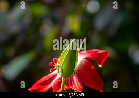 Gros plan d'une beauté d'Argolubang bourgeon de fleur (Hisbiscus martianus), famille Hibiscus, dans le foyer peu profond Banque D'Images