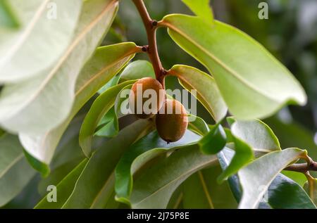 Bois foncé indonésien, feuilles et graines vertes ébène (Diospyros celebica), sélection Banque D'Images