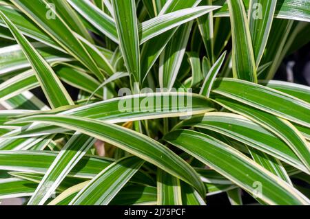 Lili paris (chlorophytum comosum), souvent appelé plante araignée Banque D'Images