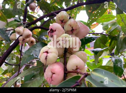 Pommes d'eau mûres fruits (Syzygium aqueum) sur son arbre, connu sous le nom de pommes de rose ou de pommes de rose aqueuses Banque D'Images