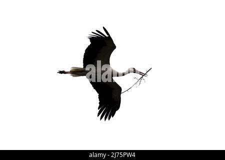 Cigognes blanches avec brindilles d'arbre dans le bec revenant à son nid au printemps. Le bâtiment du nid du Stork. Photographie d'oiseaux. Isolé sur fond blanc Banque D'Images