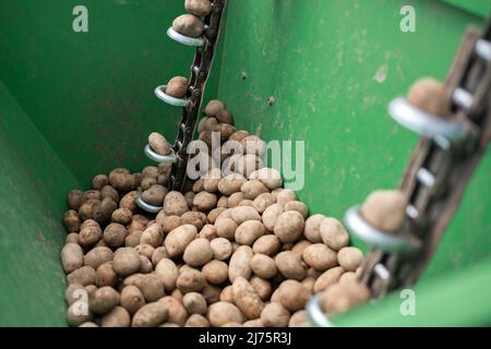 Plantez des pommes de terre à la machine de gros plan au printemps. Contexte de l'agriculture Banque D'Images