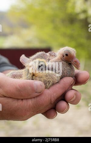 Une paire de pigeon dans la main plus fantaisie Banque D'Images