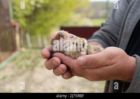 Une paire de pigeon dans la main plus fantaisie Banque D'Images